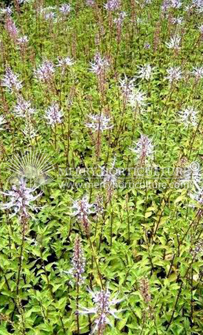 Orthosiphon stamineus 'Cat whiskers purple'